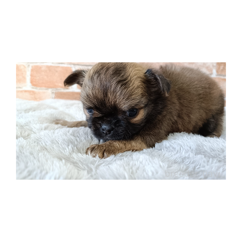 販売中の埼玉県のチワワ(ロングコート)-442294の4枚目