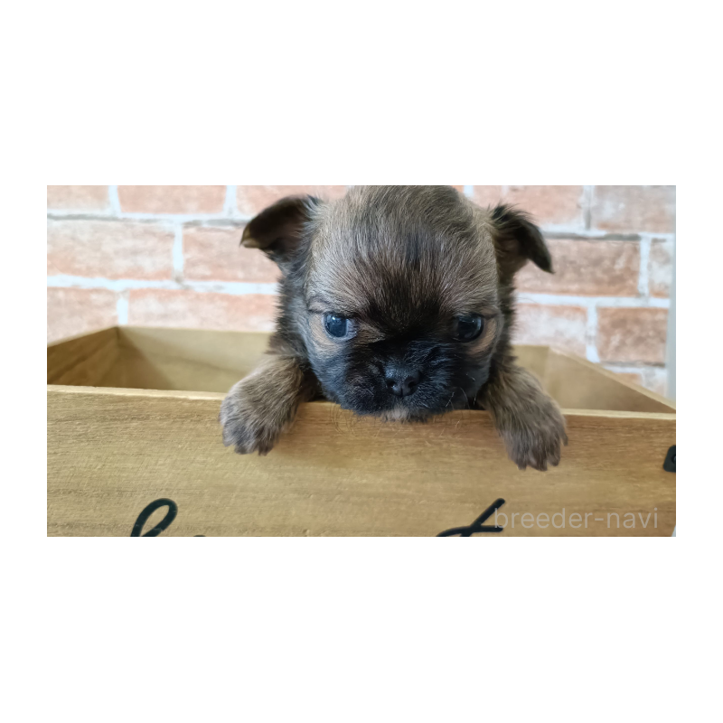 販売中の埼玉県のチワワ(ロングコート)-442294の3枚目