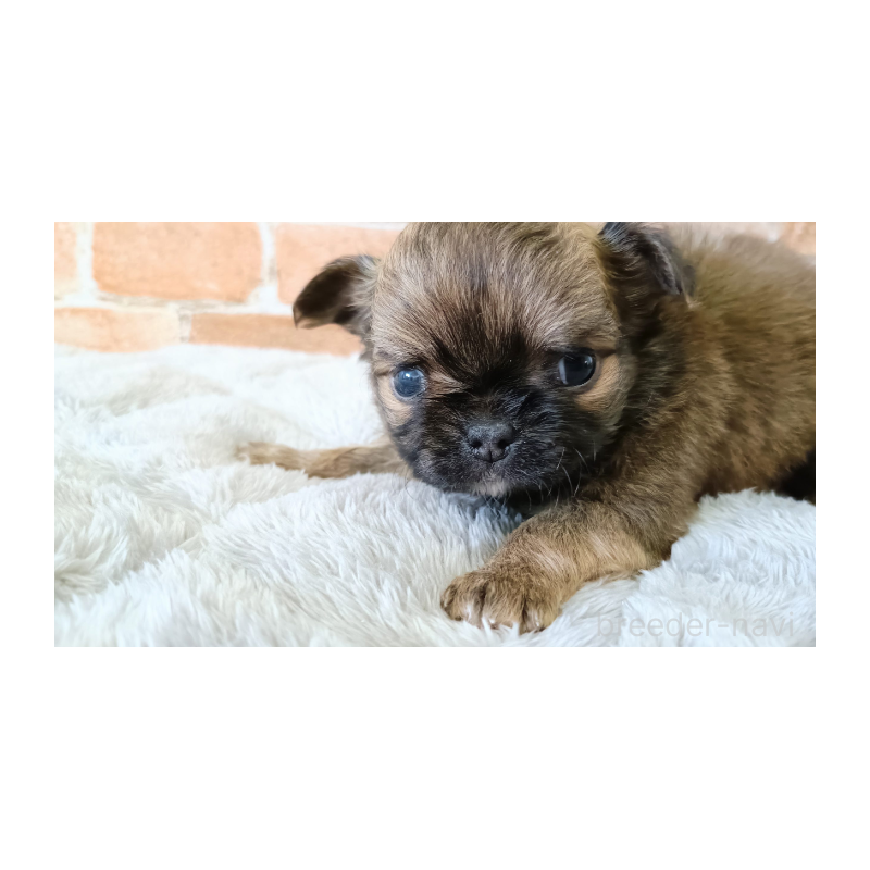 販売中の埼玉県のチワワ(ロングコート)-442294の2枚目