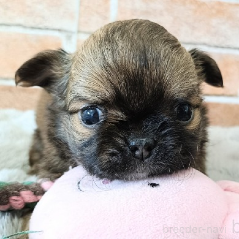 販売中の埼玉県のチワワ(ロングコート)-442294