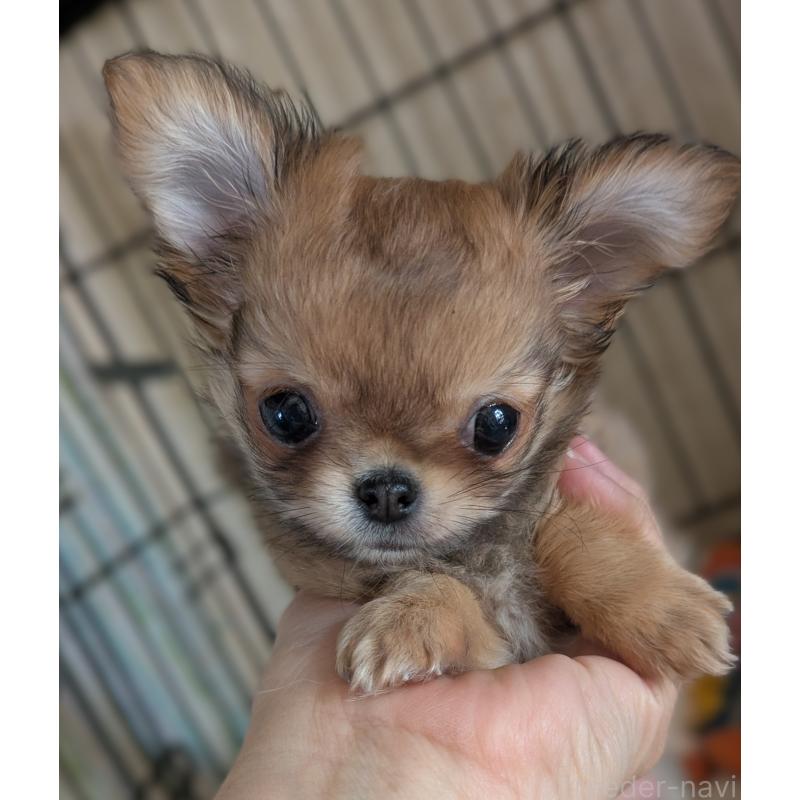 販売中の埼玉県のチワワ(ロングコート)-442298の5枚目