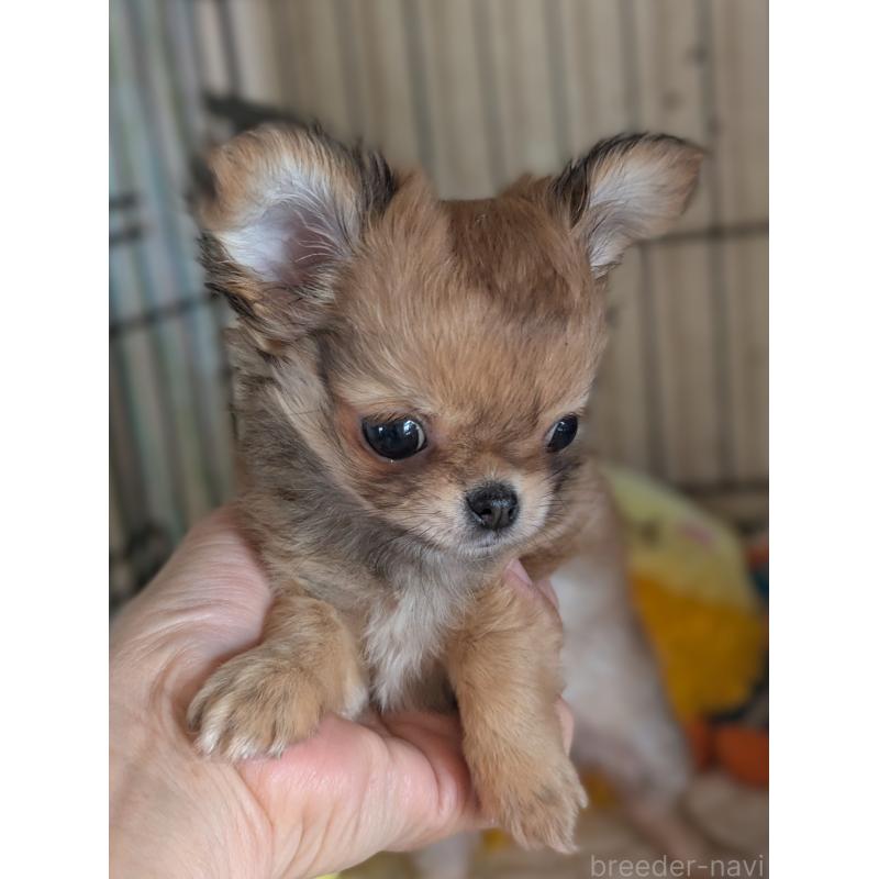 販売中の埼玉県のチワワ(ロングコート)-442298の4枚目