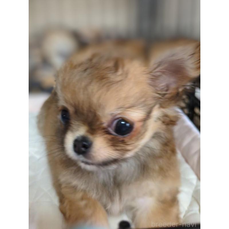 販売中の埼玉県のチワワ(ロングコート)-442298の1枚目