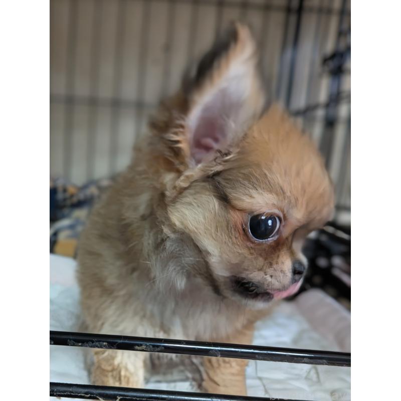 販売中の埼玉県のチワワ(ロングコート)-442298の3枚目