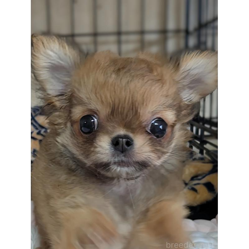 販売中の埼玉県のチワワ(ロングコート)-442298の2枚目