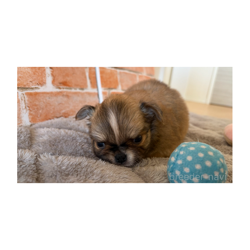 販売中の埼玉県のチワワ(ロングコート)-442296の10枚目