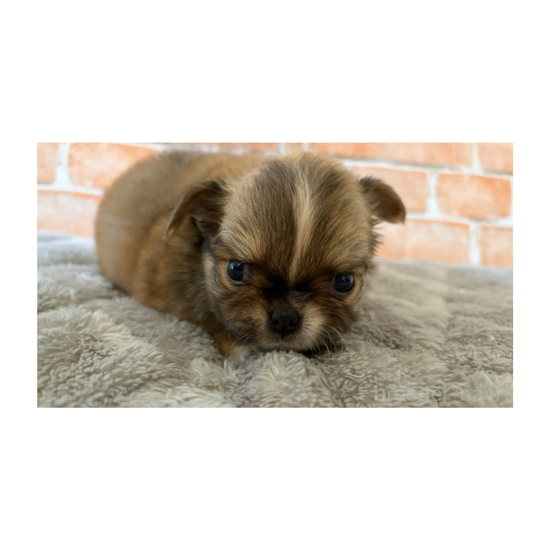 販売中の埼玉県のチワワ(ロングコート)-442296の9枚目