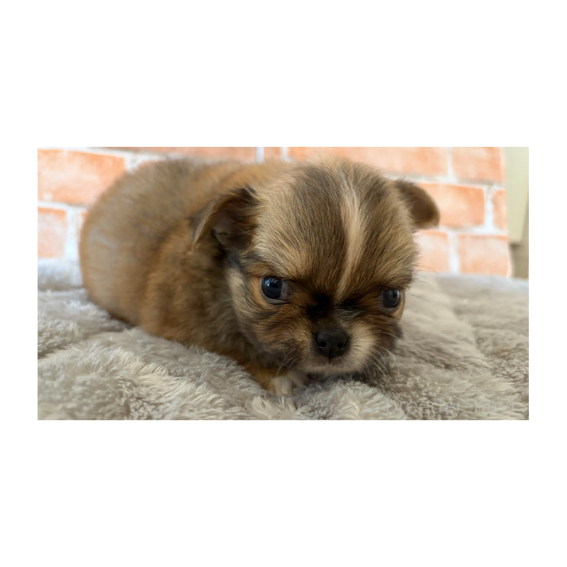 販売中の埼玉県のチワワ(ロングコート)-442296の8枚目