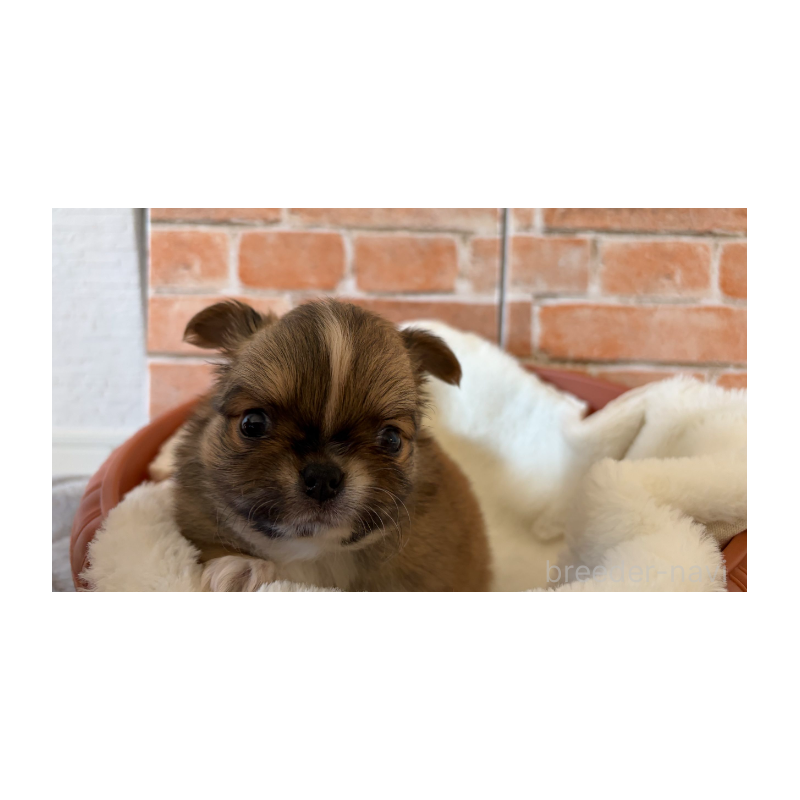 販売中の埼玉県のチワワ(ロングコート)-442296の7枚目