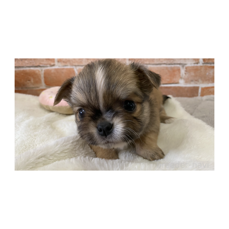 販売中の埼玉県のチワワ(ロングコート)-442296の6枚目