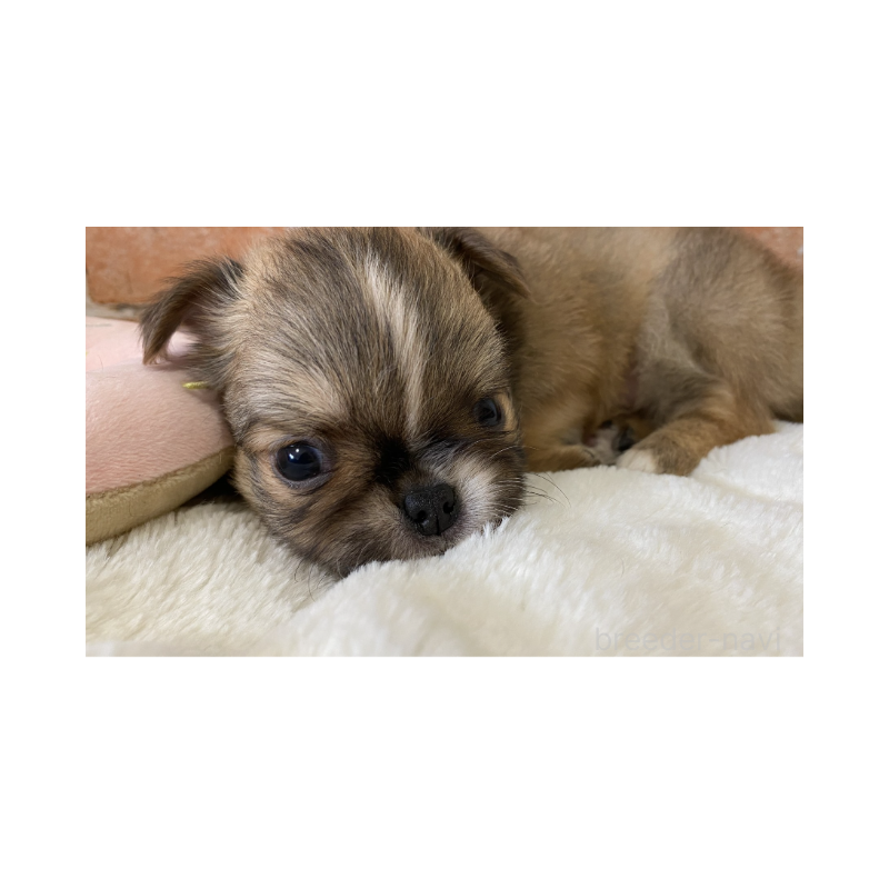 販売中の埼玉県のチワワ(ロングコート)-442296の5枚目