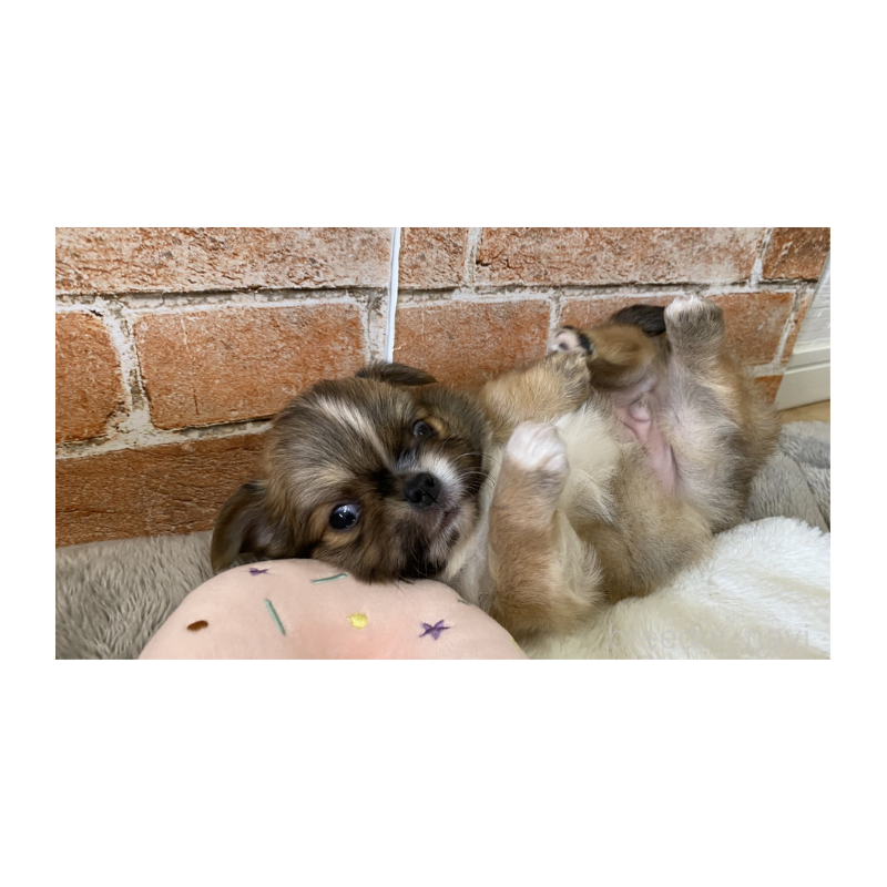 販売中の埼玉県のチワワ(ロングコート)-442296の4枚目