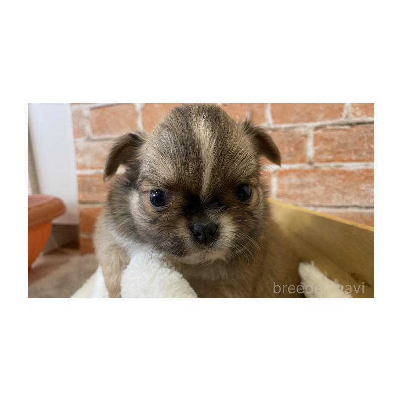 販売中の埼玉県のチワワ(ロングコート)-442296の3枚目