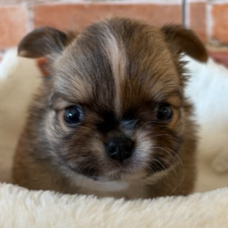 販売中の埼玉県のチワワ(ロングコート)-442296