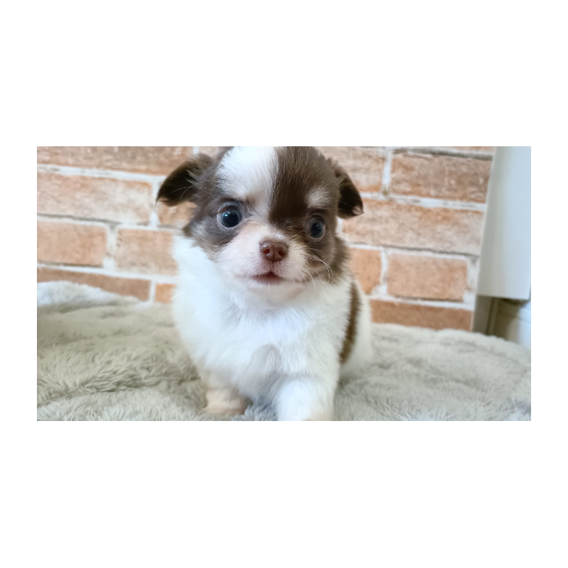 販売中の埼玉県のチワワ(ロングコート)-442299の11枚目