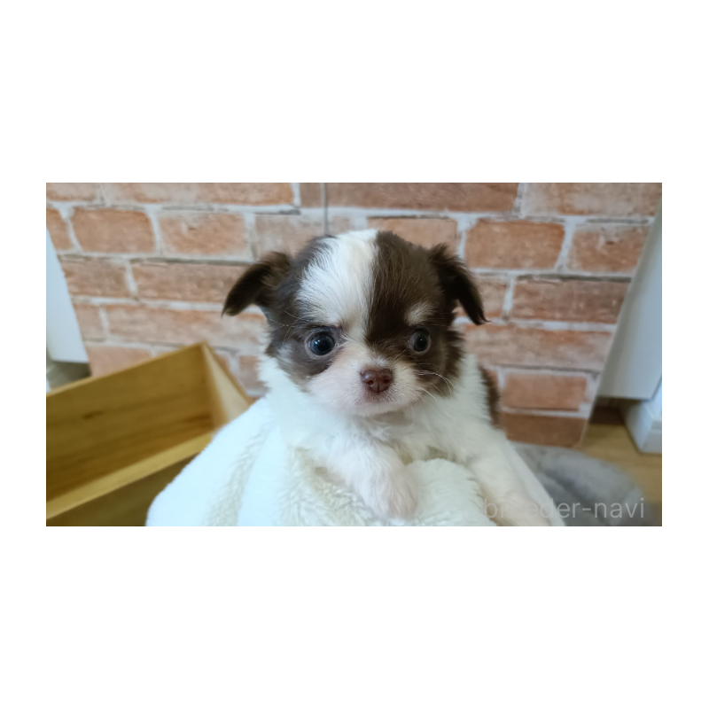 販売中の埼玉県のチワワ(ロングコート)-442299の9枚目