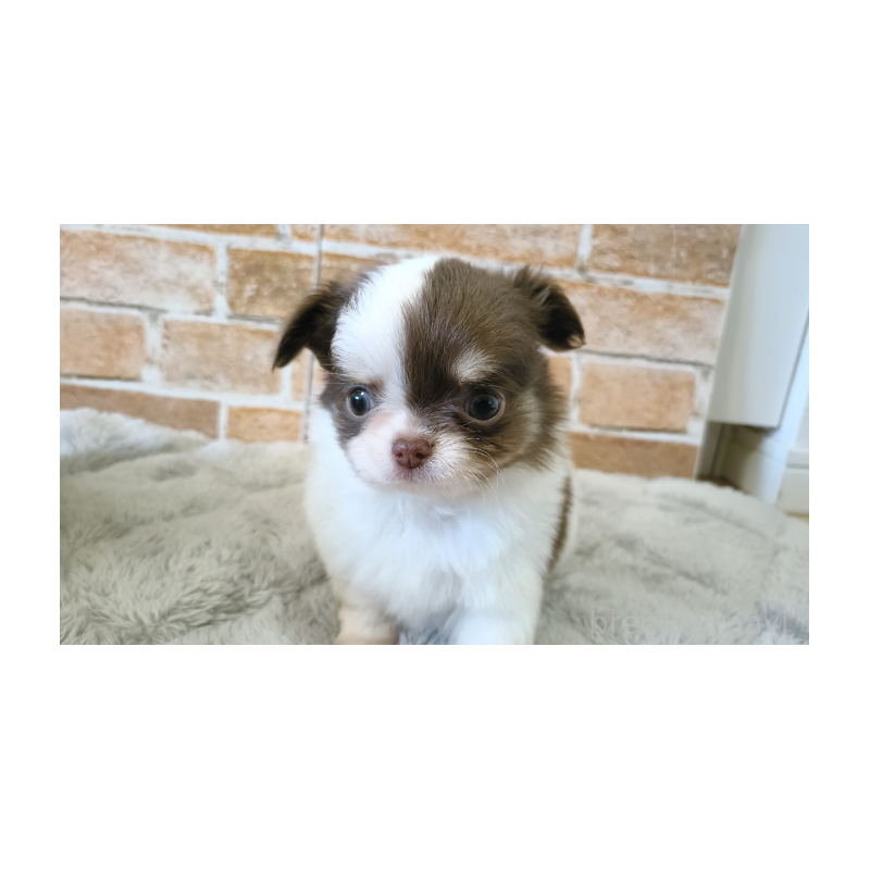 販売中の埼玉県のチワワ(ロングコート)-442299の8枚目