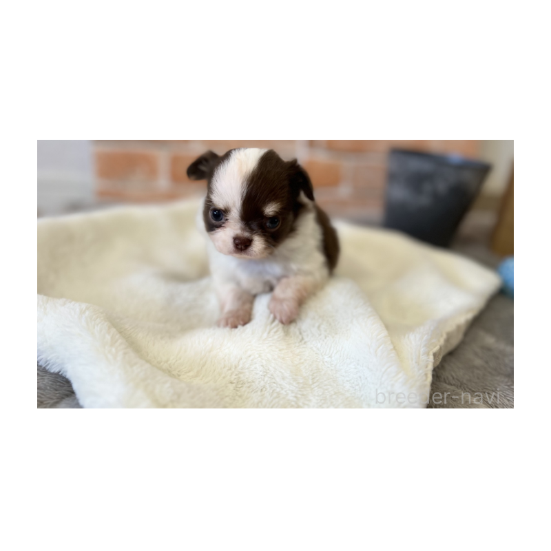 販売中の埼玉県のチワワ(ロングコート)-442299の7枚目