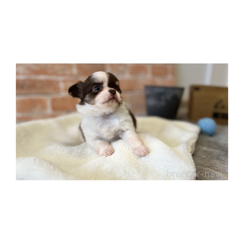 販売中の埼玉県のチワワ(ロングコート)-442299の6枚目