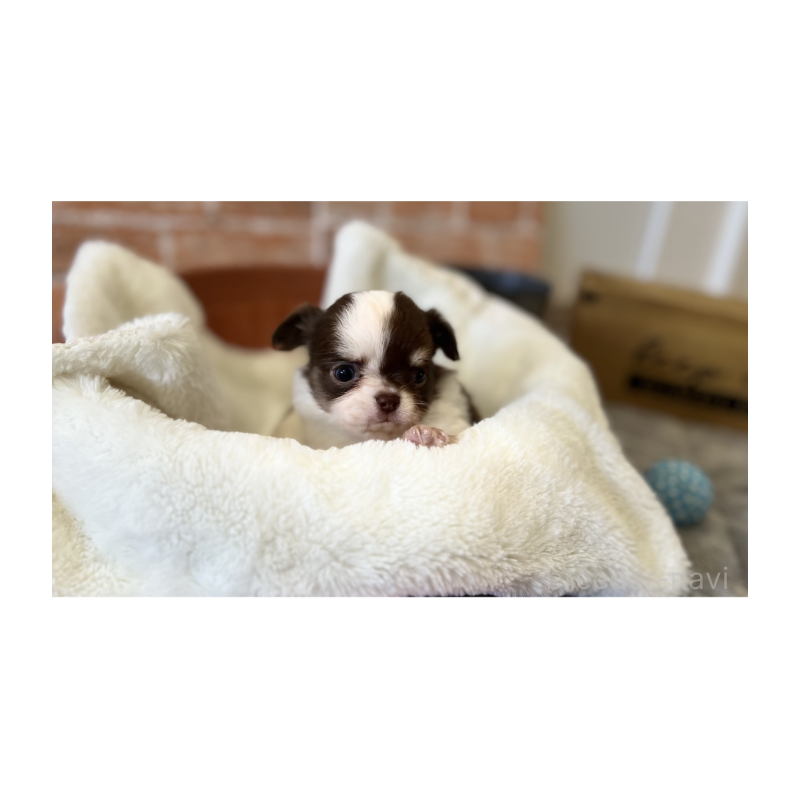 販売中の埼玉県のチワワ(ロングコート)-442299の5枚目