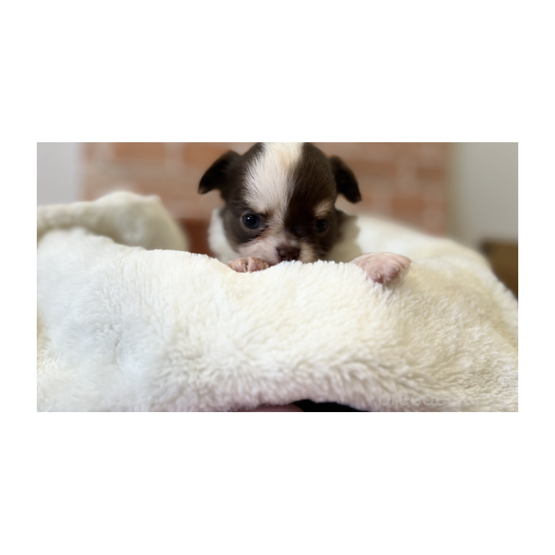 販売中の埼玉県のチワワ(ロングコート)-442299の4枚目