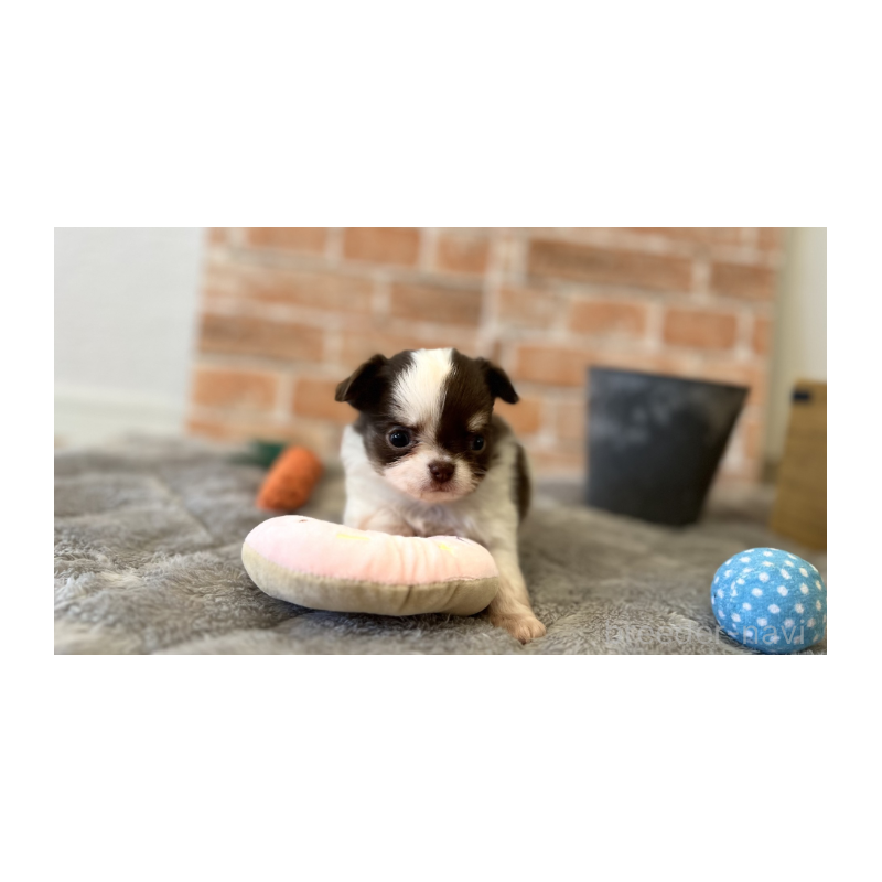 販売中の埼玉県のチワワ(ロングコート)-442299の3枚目