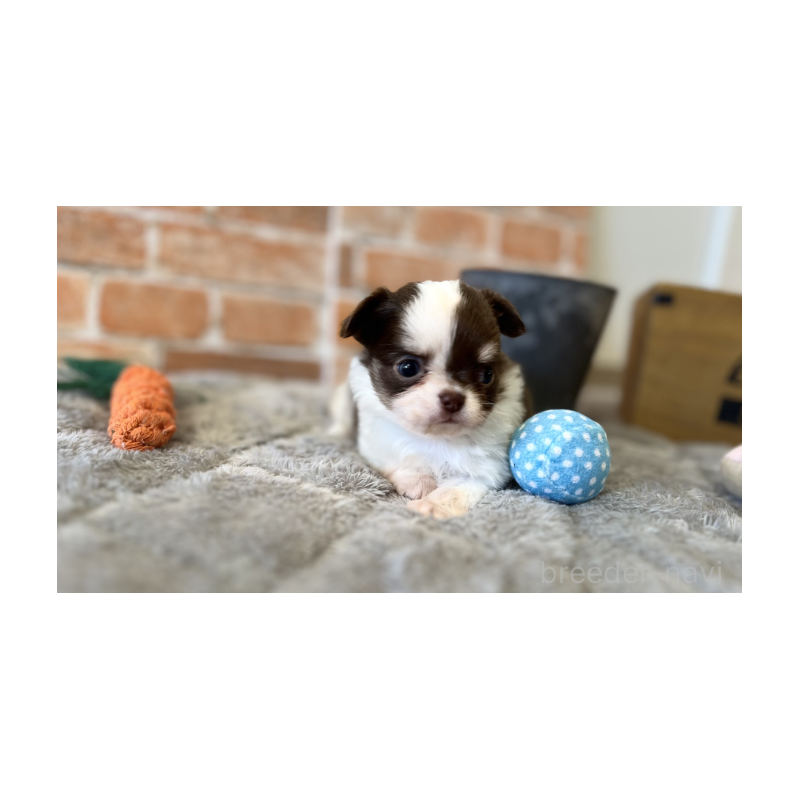 販売中の埼玉県のチワワ(ロングコート)-442299の2枚目