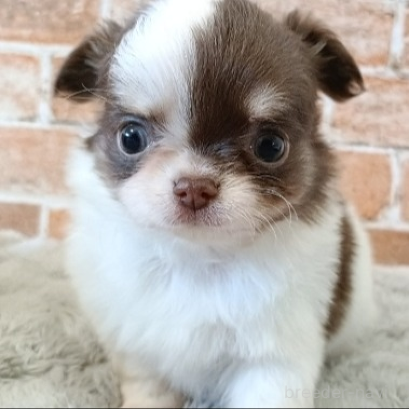 販売中の埼玉県のチワワ(ロングコート)-442299の1枚目