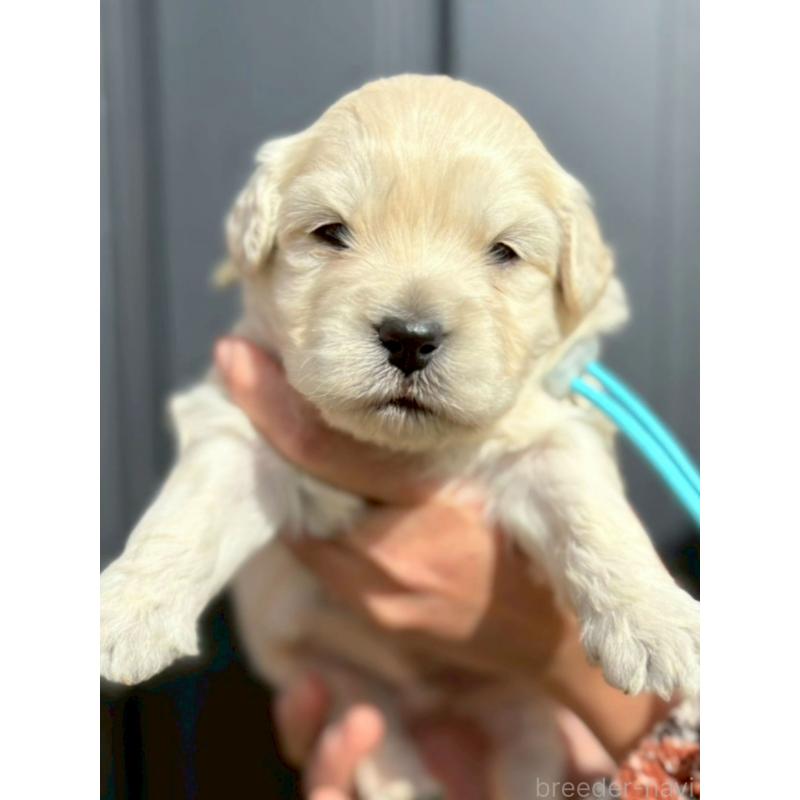 販売中の長野県のゴールデンドゥードル:ゴールデンレトリーバー×プードル-442300