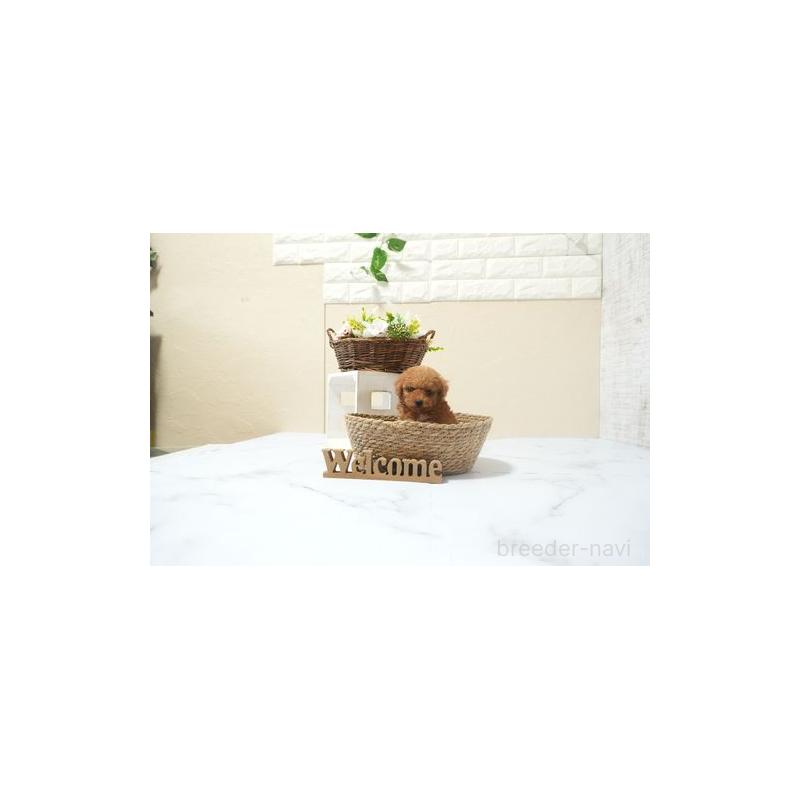 販売中の滋賀県のタイニープードル-441538の5枚目