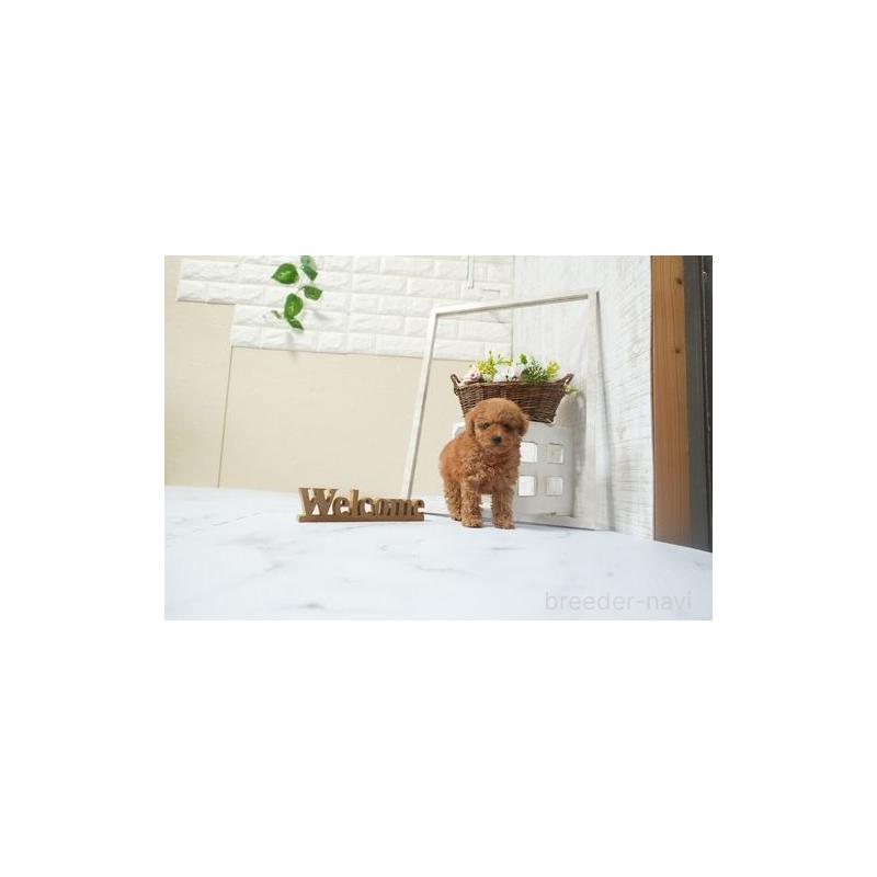 販売中の滋賀県のタイニープードル-441538の3枚目