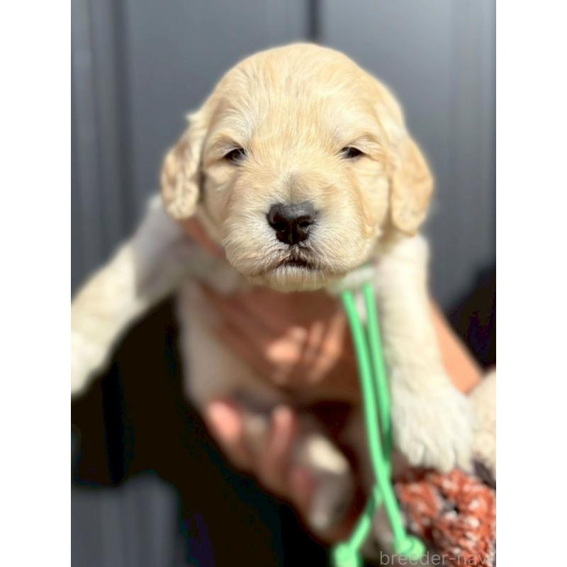 販売中の長野県のゴールデンドゥードル:ゴールデンレトリーバー×プードル-442301