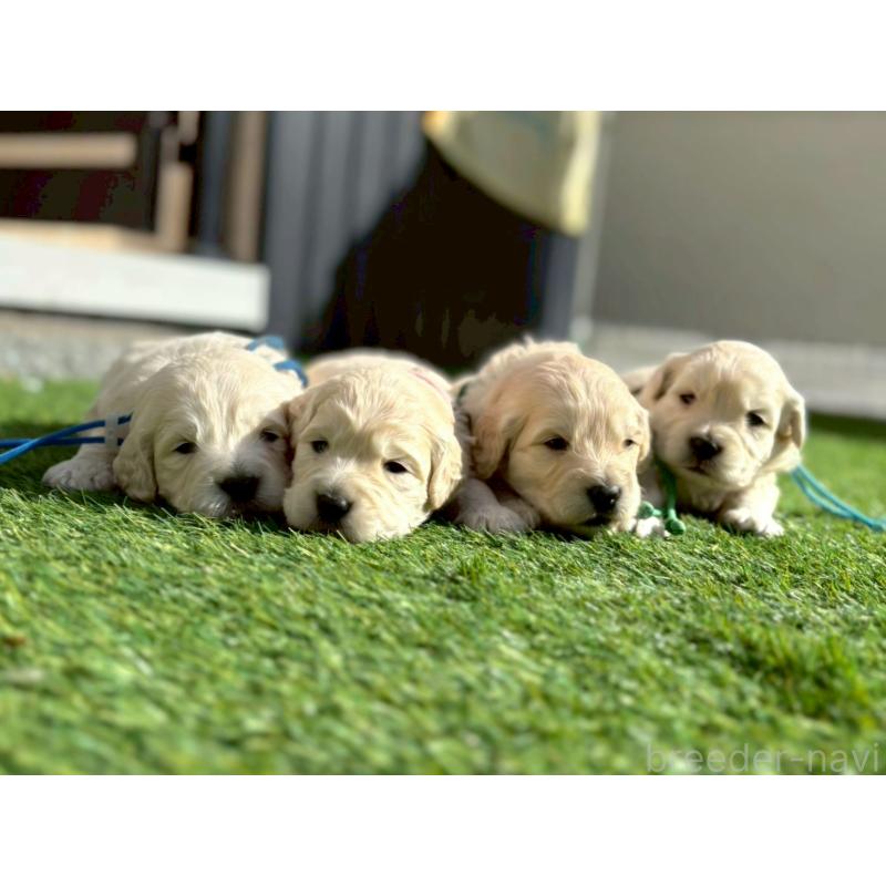 販売中の長野県のゴールデンドゥードル:ゴールデンレトリーバー×プードル-442301の3枚目