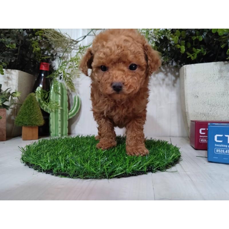 販売中の三重県のタイニープードル-441965