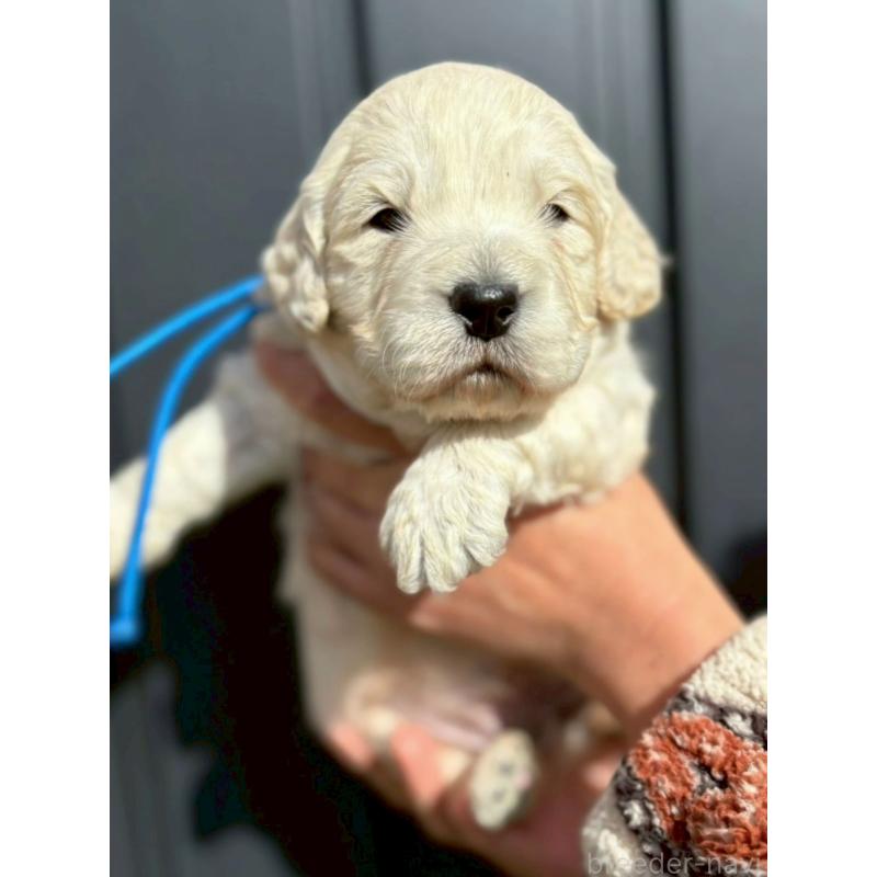 販売中の長野県のゴールデンドゥードル:ゴールデンレトリーバー×プードル-442302