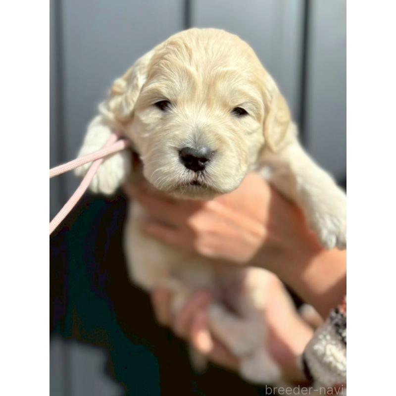 販売中の長野県のゴールデンドゥードル:ゴールデンレトリーバー×プードル-442303の1枚目