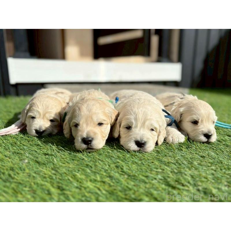 販売中の長野県のゴールデンドゥードル:ゴールデンレトリーバー×プードル-442303の2枚目