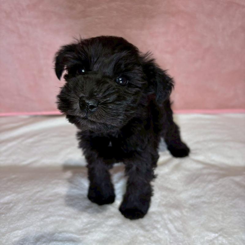 販売中の大阪府のミニチュアシュナウザー-442305の8枚目