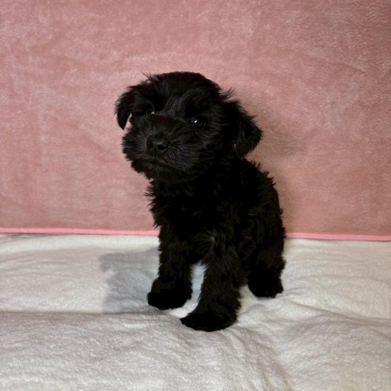 販売中の大阪府のミニチュアシュナウザー-442305の7枚目