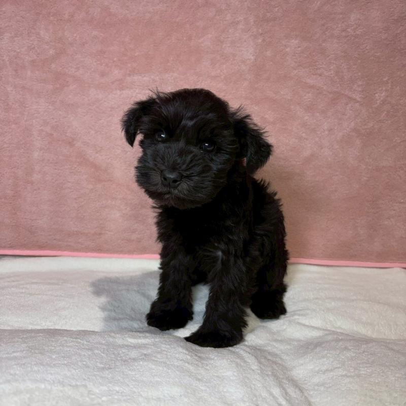 販売中の大阪府のミニチュアシュナウザー-442305の6枚目