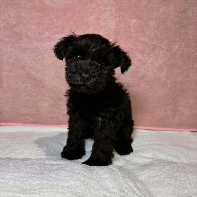 販売中の大阪府のミニチュアシュナウザー-442305の5枚目