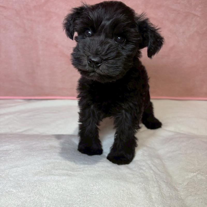 販売中の大阪府のミニチュアシュナウザー-442305の4枚目