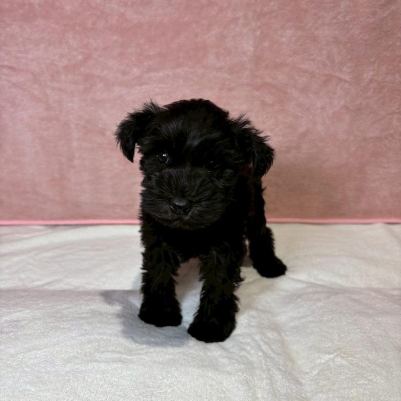 販売中の大阪府のミニチュアシュナウザー-442305の3枚目