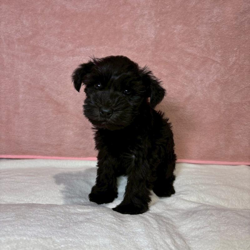 販売中の大阪府のミニチュアシュナウザー-442305の2枚目