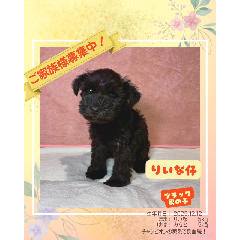 販売中の大阪府のミニチュアシュナウザー-442305