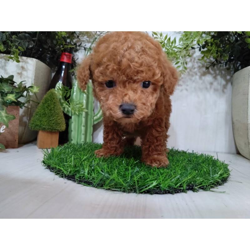 販売中の三重県のタイニープードル-441968