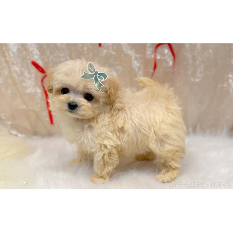 販売中の愛知県のマルプー:マルチーズ×トイプードル-442308の4枚目