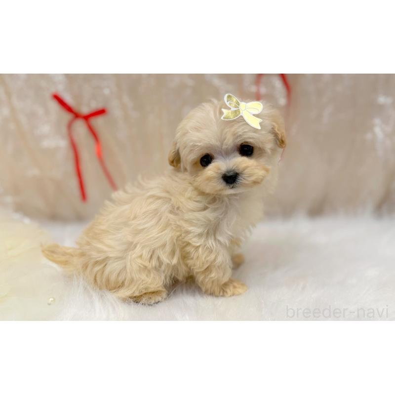 販売中の愛知県のマルプー:マルチーズ×トイプードル-442308の3枚目