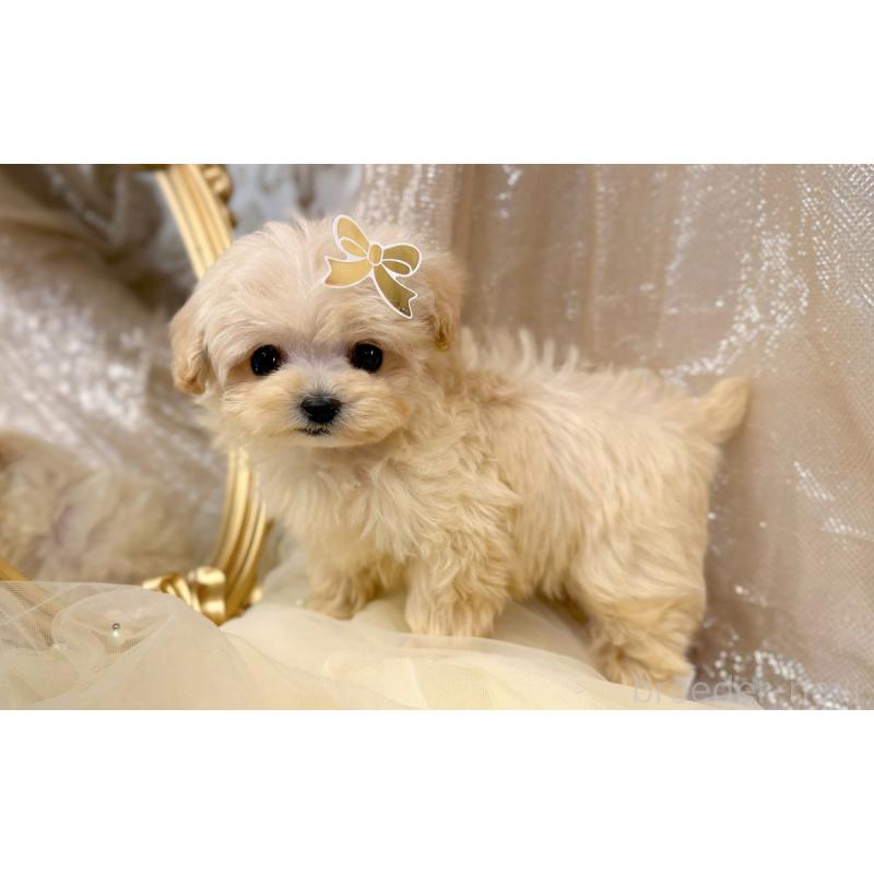 販売中の愛知県のマルプー:マルチーズ×トイプードル-442308の2枚目