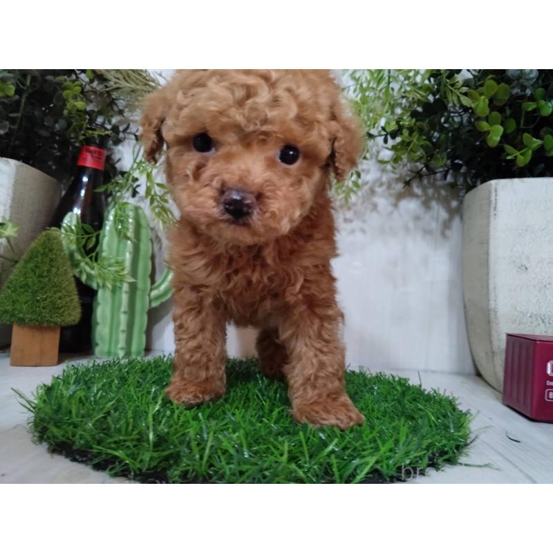 販売中の三重県のタイニープードル-441966